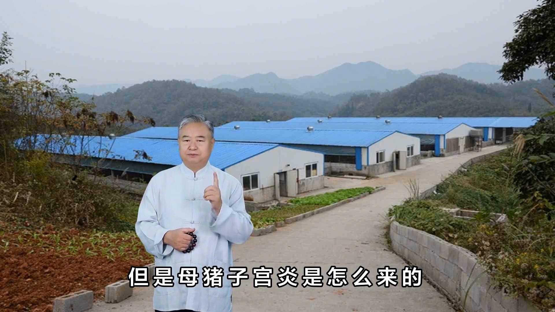 母猪子宫炎能引起母猪流产吗,母猪子宫炎如何防治