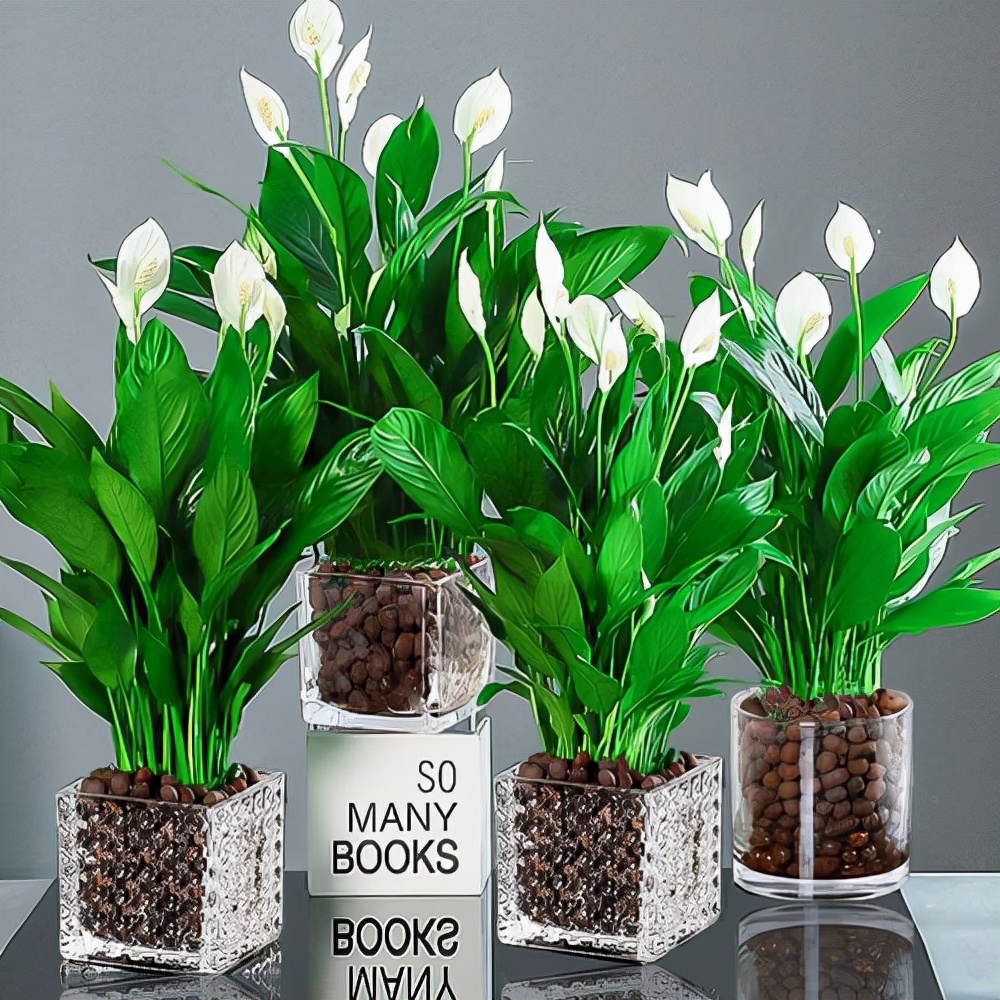 16种喜阴蔬菜,16种适合夏天养的花