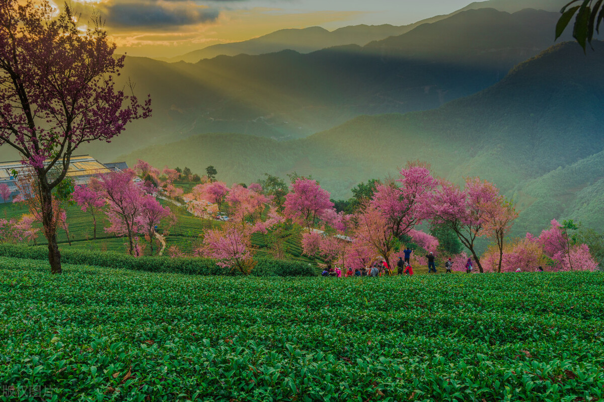 福建浪漫樱花打卡地,福建赏樱花的地方
