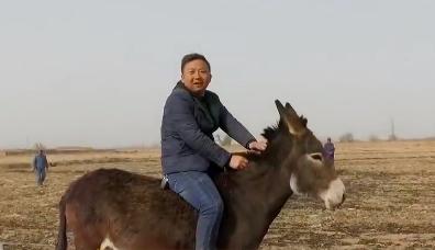 小伙三年养了4000头母驴，感情深厚一头也不卖，但一天还净赚4万