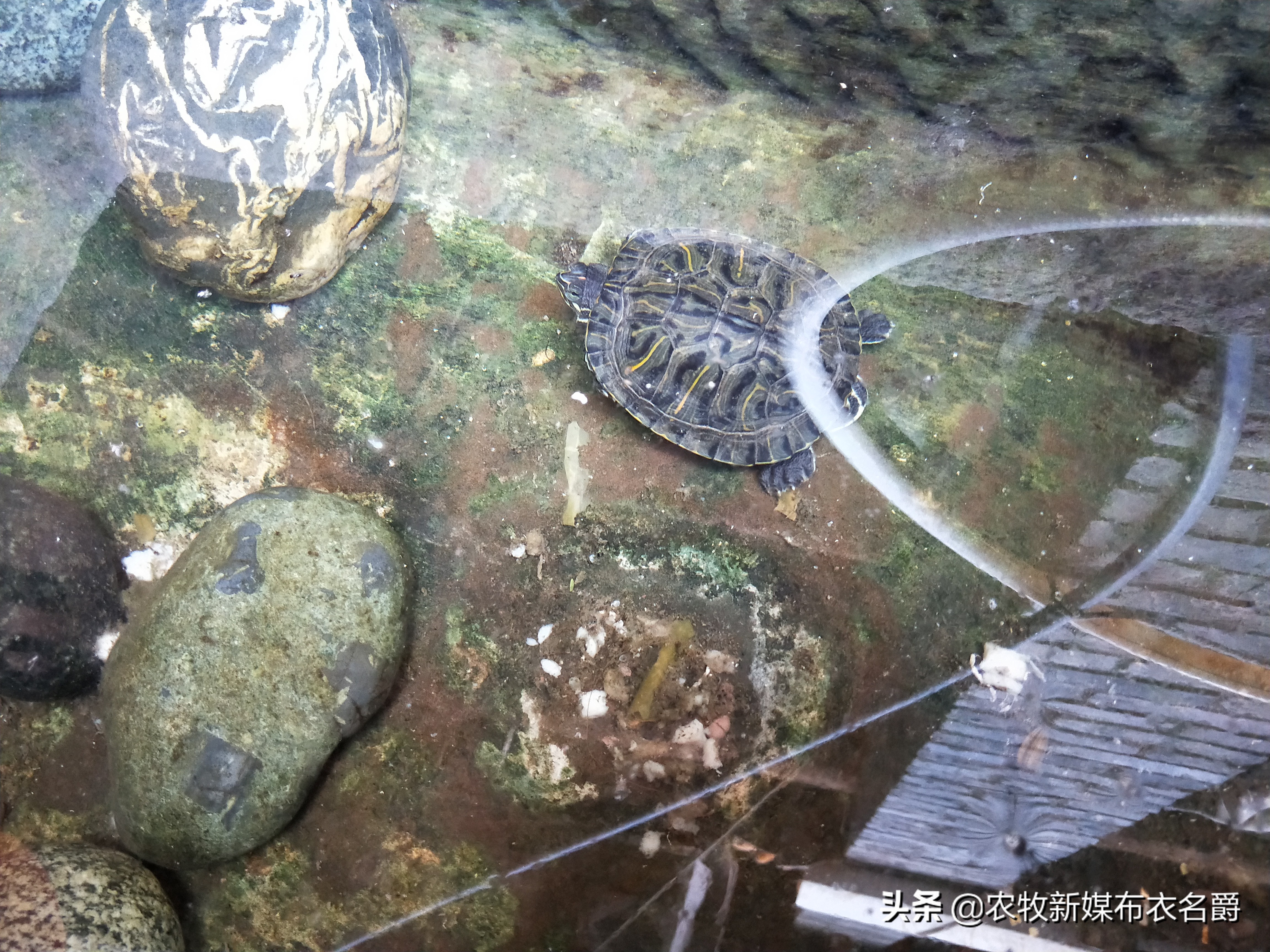 鸡大肠杆菌病的发病症状与治疗,鸡大肠杆菌病特效药有哪些