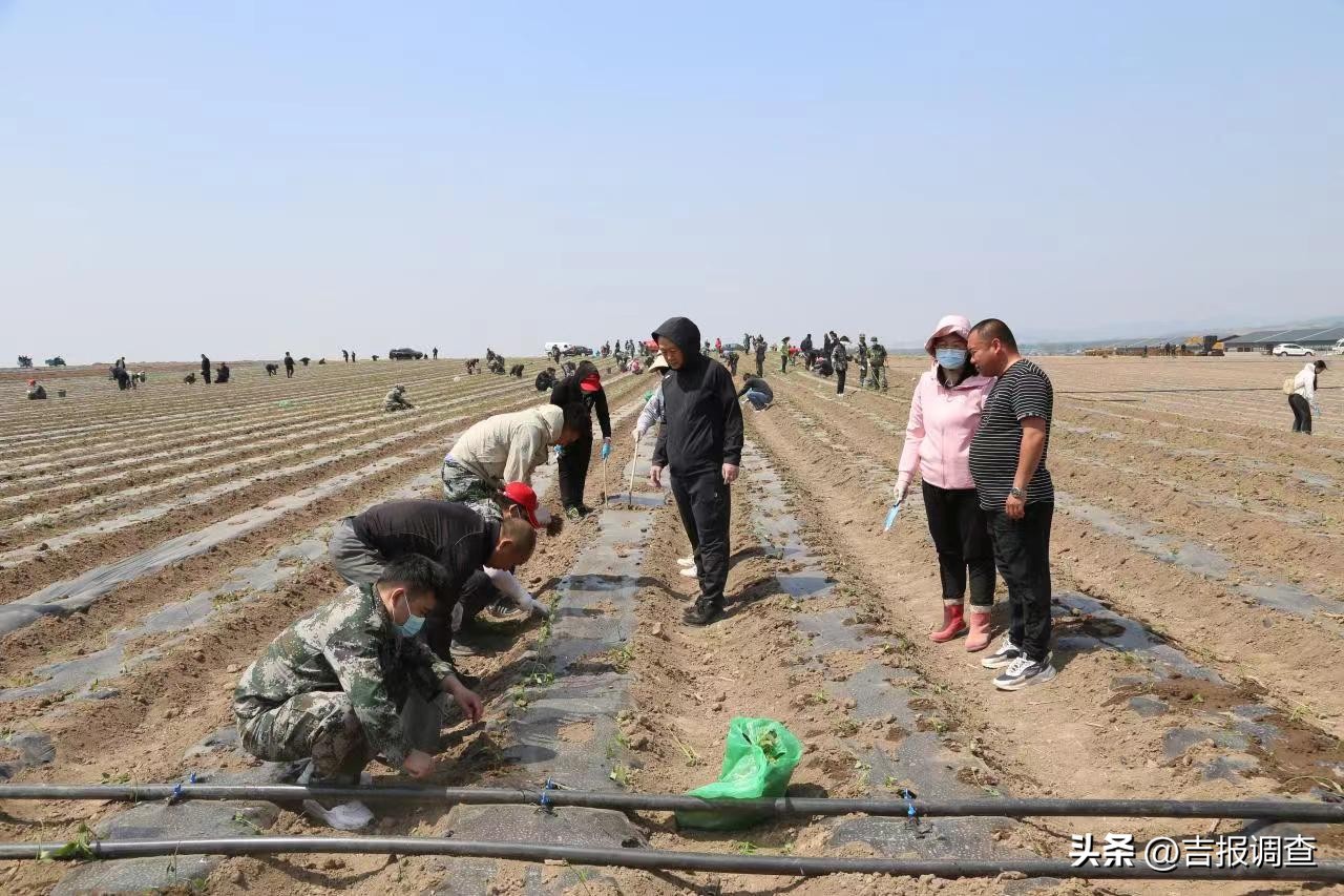 种植辣椒助推乡村振兴,种植辣椒上农业保险