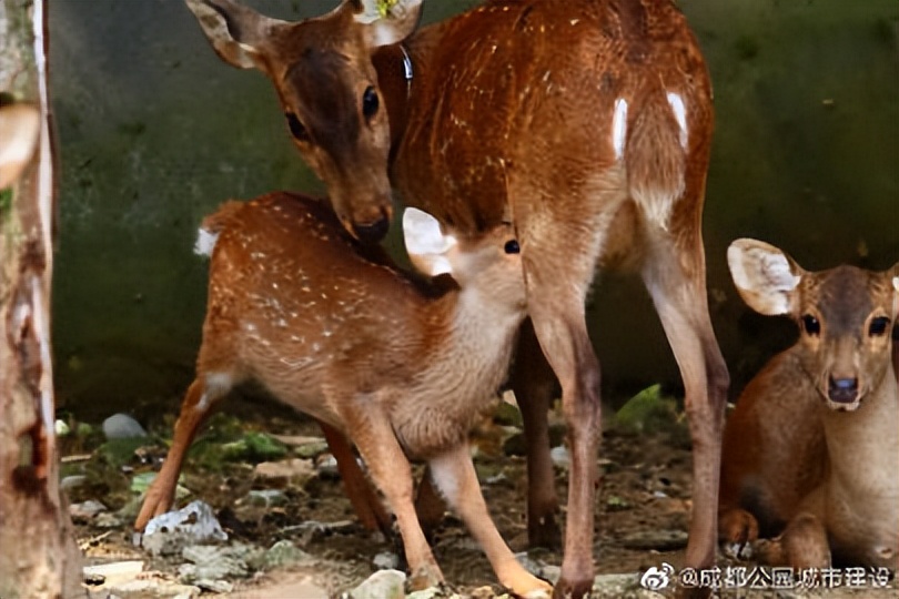 探秘动物的区域活动观察记录,成都动物园新动物