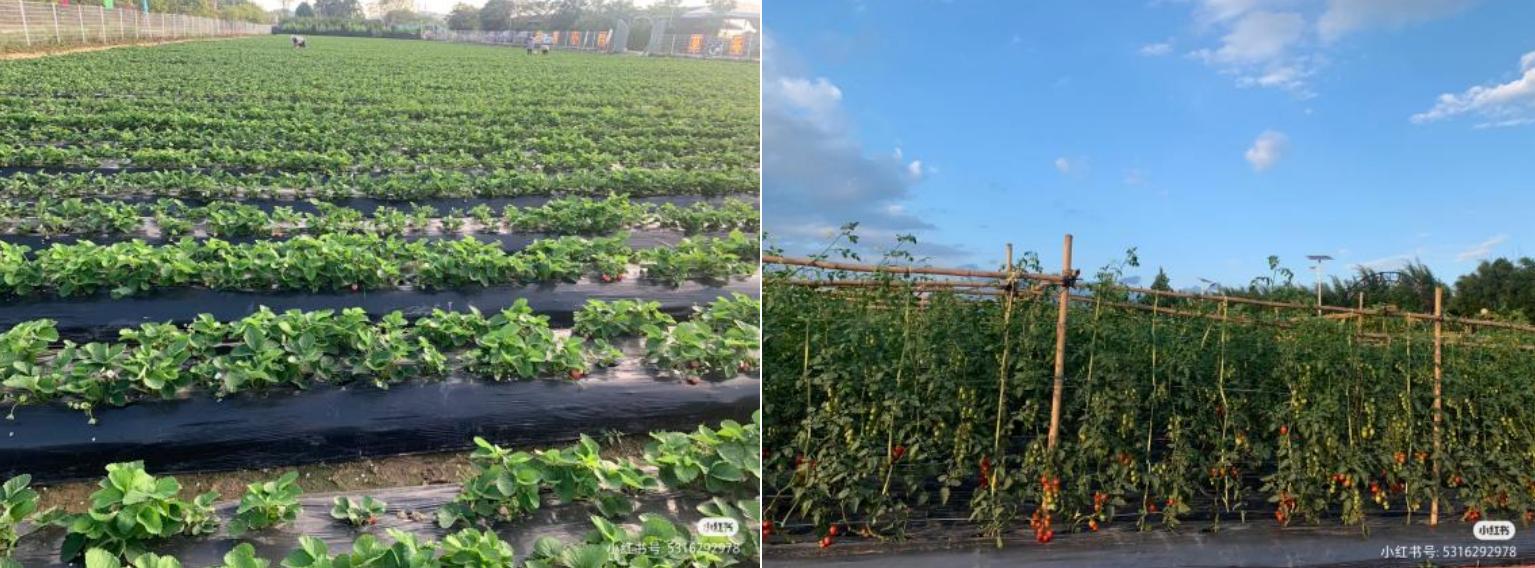 草莓园摘草莓怎么拍照,好玩的摘草莓胜地打卡