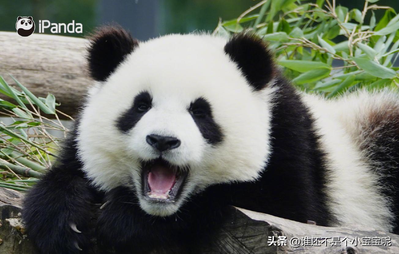 大熊猫皓月和花花,大熊猫花花有几个绯闻男友