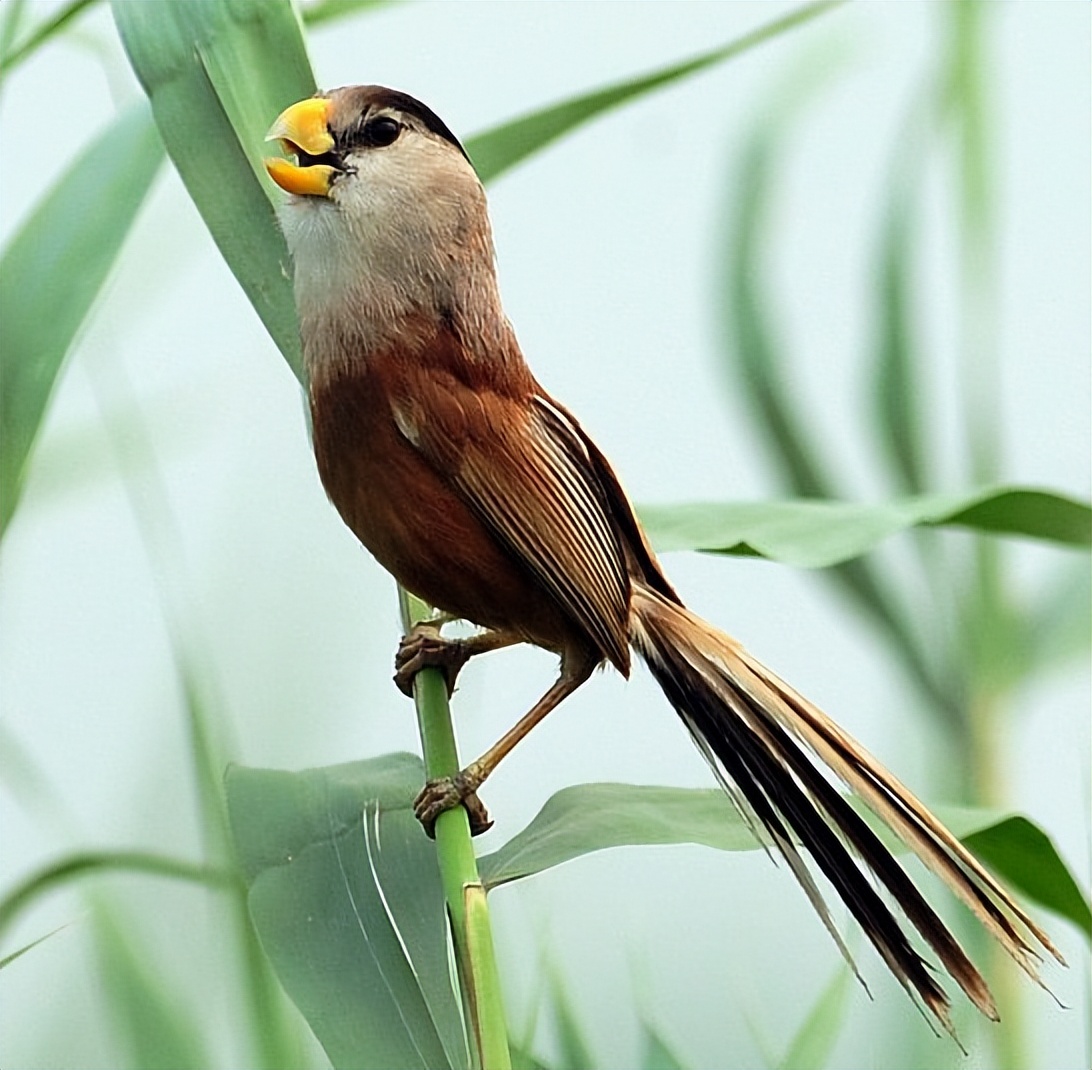所有鸟图片大全大图,50张最佳鸟类摄影作品