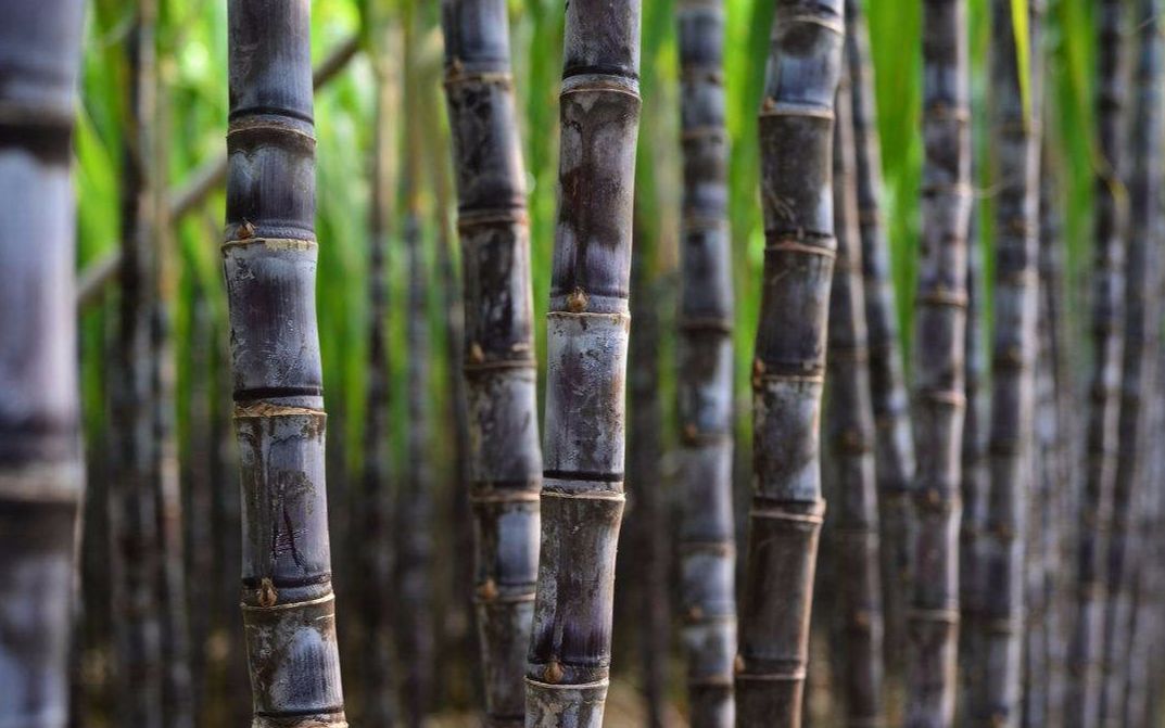 古巴主要靠什么经济,古巴现今经济支柱