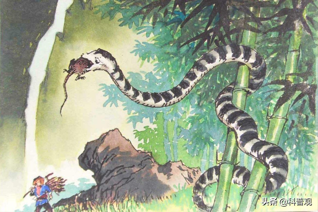 又是蛇！江西老人在被窝里摸到蛇，这种情况该如何处理？