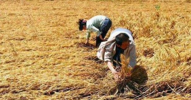 中央财政第三批实际种粮补贴政策,国家发放200亿种粮补贴了吗