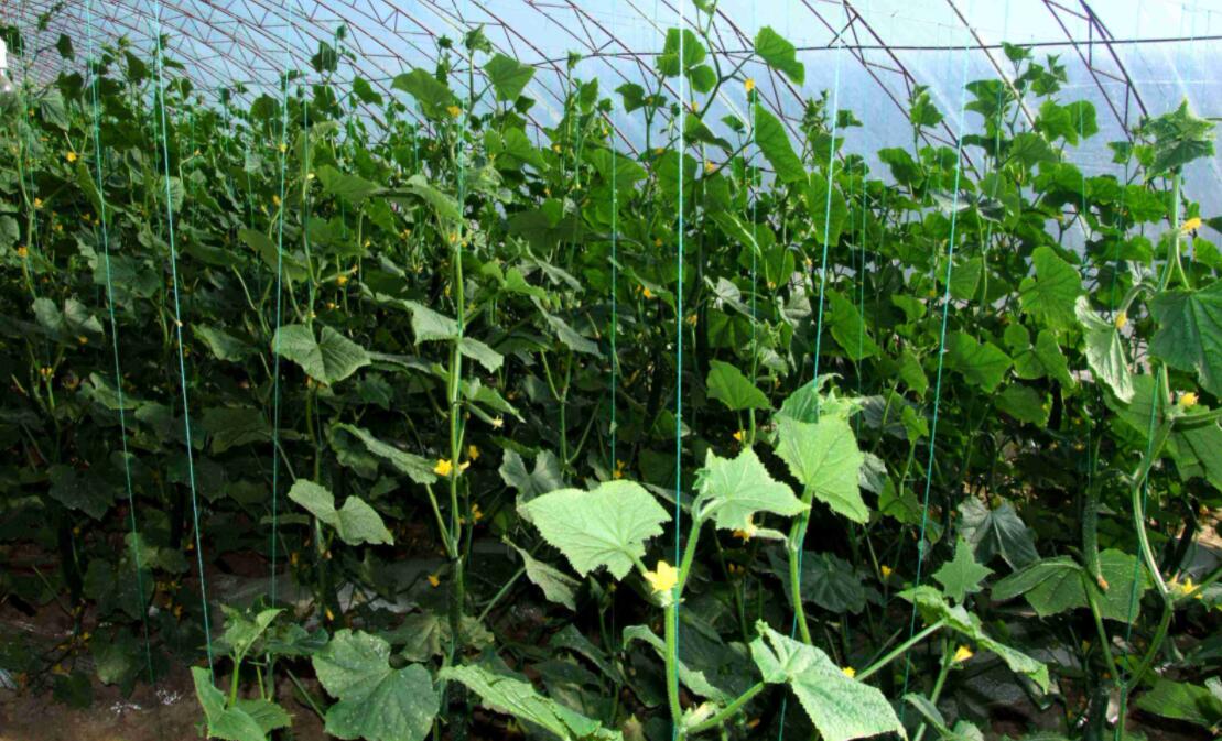 黄瓜长秧不开花怎么办,大棚黄瓜不高产的原因