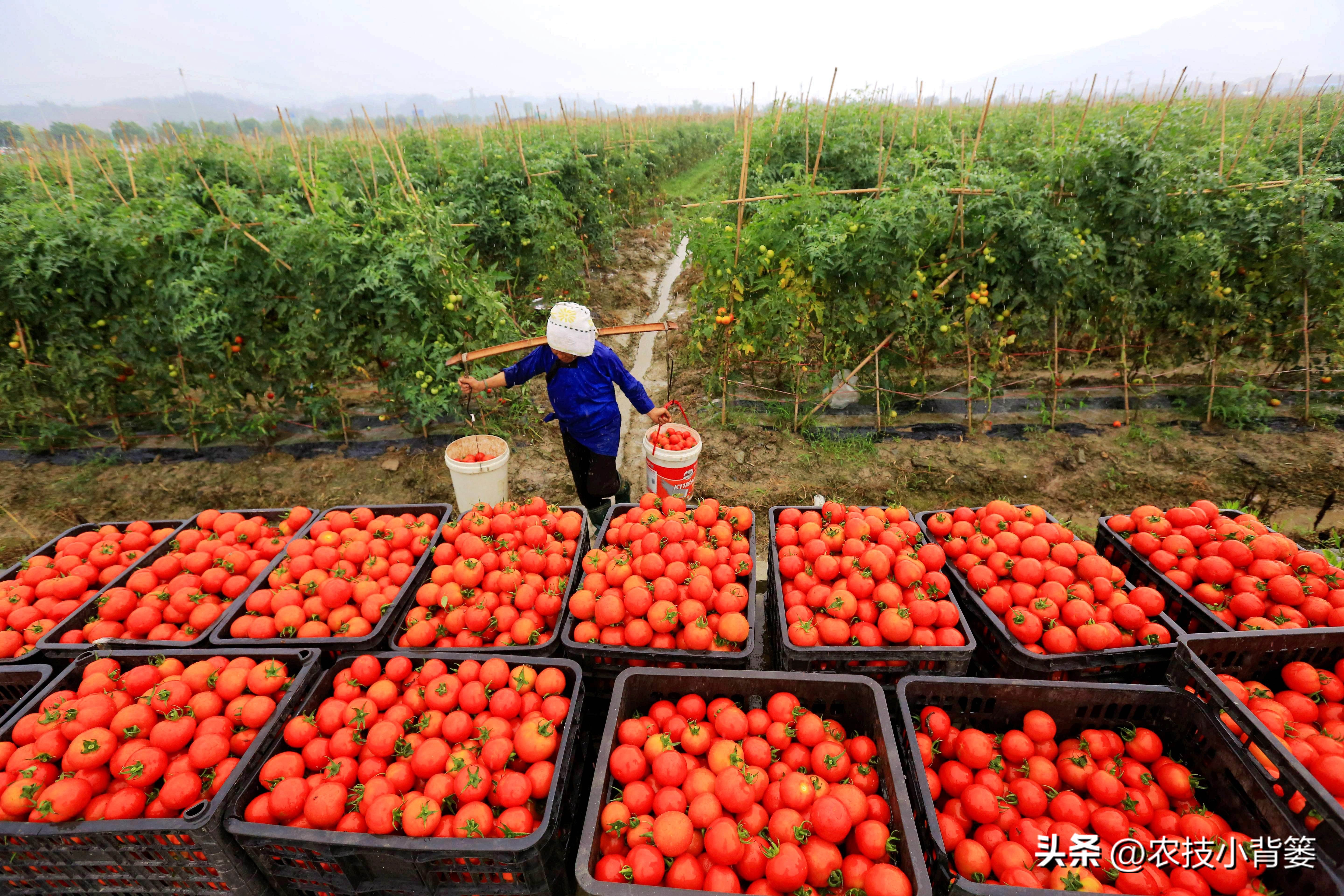 作物旺长怎么办,作物徒长问题及解决方案