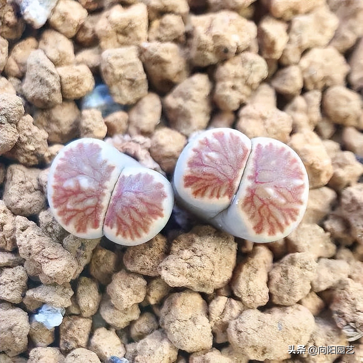 生石花蜕皮,生石花浇完水还是蔫怎么办