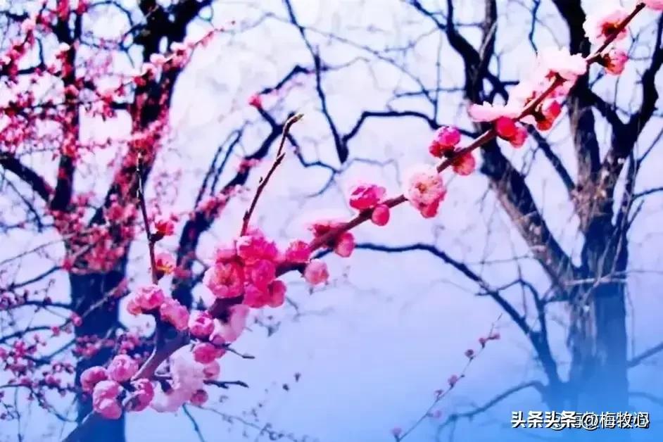 五言律诗咏梅五首,咏梅的最佳诗词七律