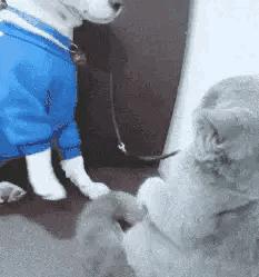 伴娘蹲角落里玩手机,伴娘躲在角落玩手机很漂亮