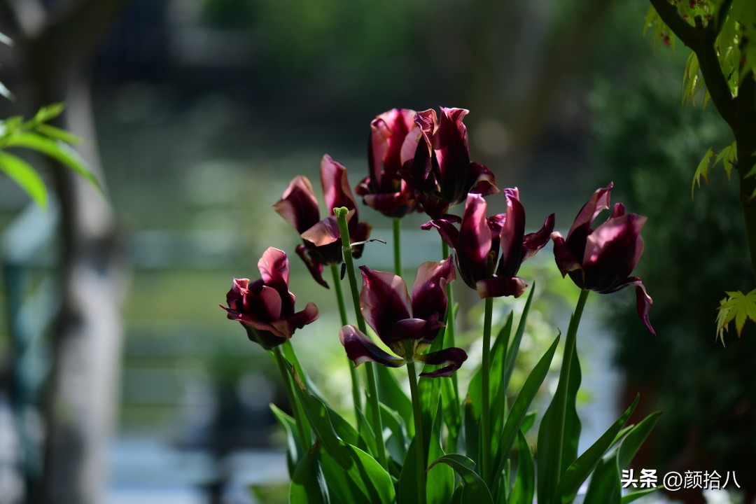 盘点今年河马花园里最美的几款郁金香|园丁