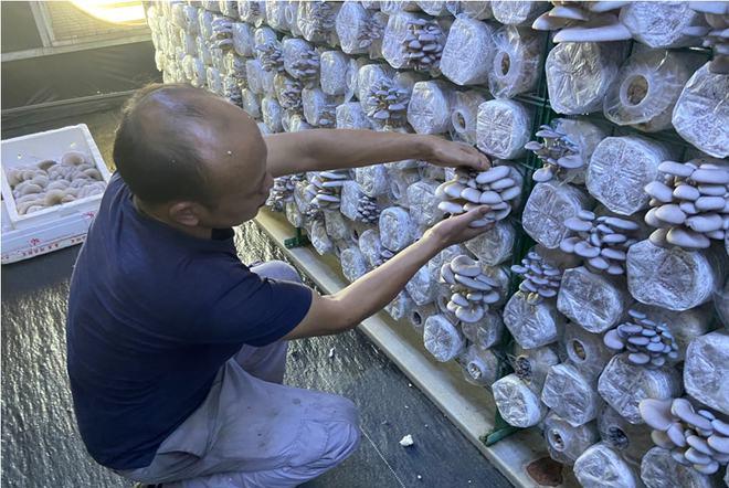 一谷一城乡村振兴强大引擎,乡村振兴星光行动