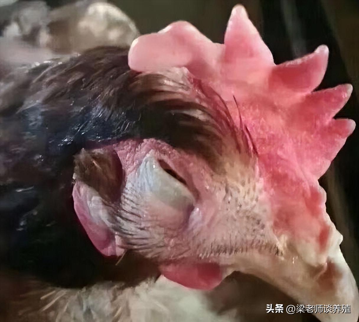 支原体感染怎么才算好的,为啥支原体感染这么多