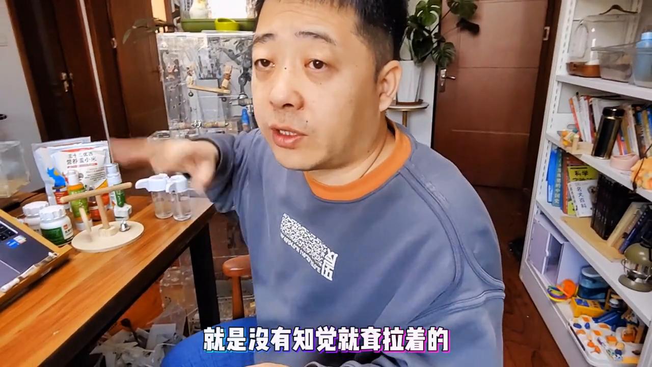 鹦鹉扭伤会死吗,鹦鹉扭伤和翅膀断怎么区分