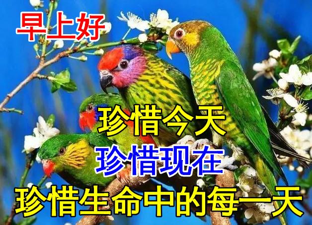 星期三早安创意早上好问候语图片,最新周五早上好问候语表情包