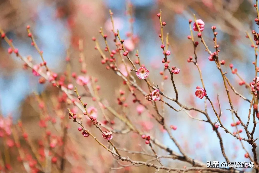 赏梅胜地梅园,赏梅好时节