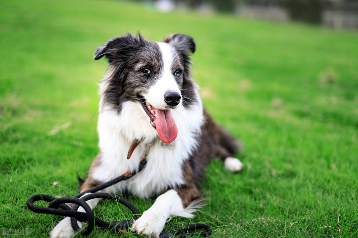 德牧犬和边牧犬优点,边牧犬蝴蝶犬的串串优点缺点