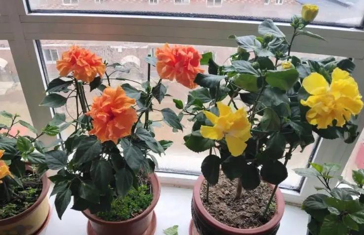 酸性水浇花改善土壤板结,用什么水浇花土壤不会板结