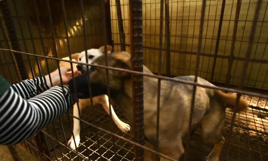 狗子们交配时，为何会如此“难分难解”？