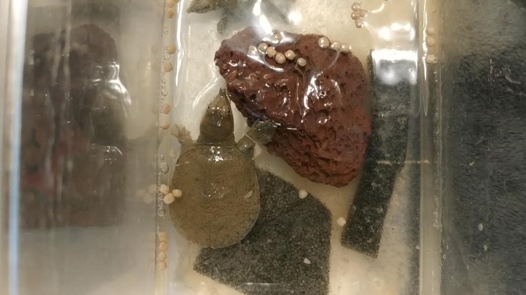 小甲鱼在家里的正确饲养方法,小甲鱼可以直接放鱼塘里养吗