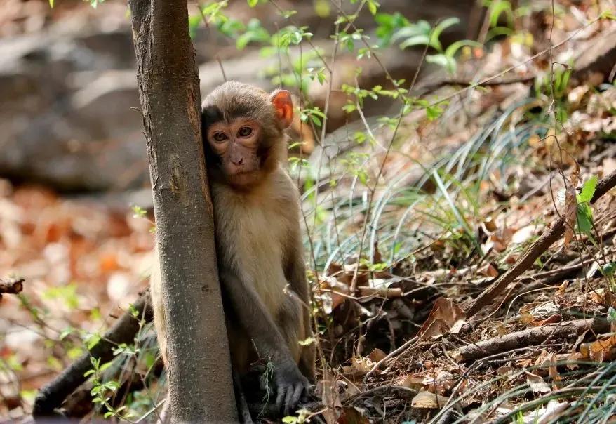 走云梯、寻树王、悟禅意～上方山游记