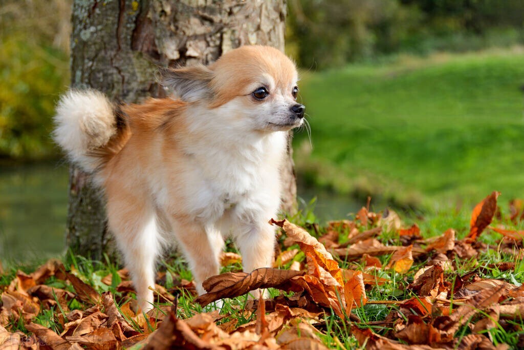 出生八天小狗奶痢怎么治疗,小狗吐奶拉稀吃什么药好