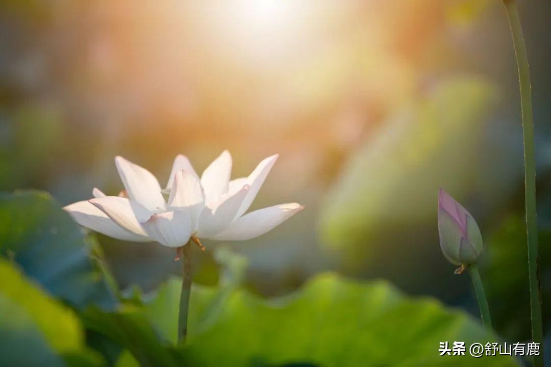 一个人让你有了心痛的感觉,一个人让你产生错觉