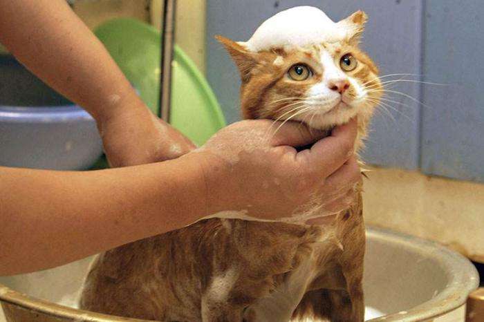 小母猫发情了，作为主人该怎么做呢？