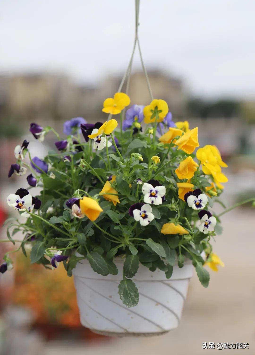 翁源江尾镇年味,翁源兰韵飘香