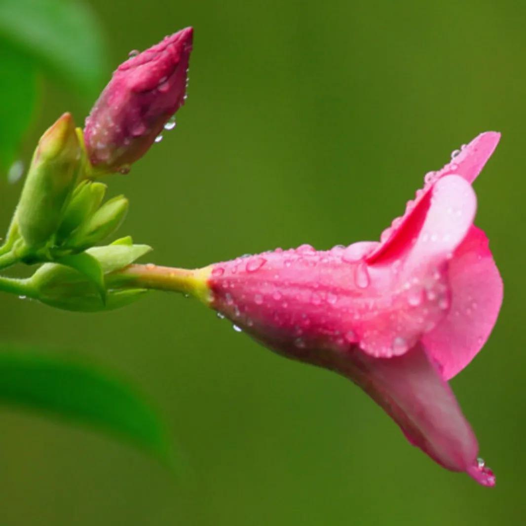 春夏之交，越来越多的花含苞欲放，这一百种娇媚蓓蕾真是美不胜收