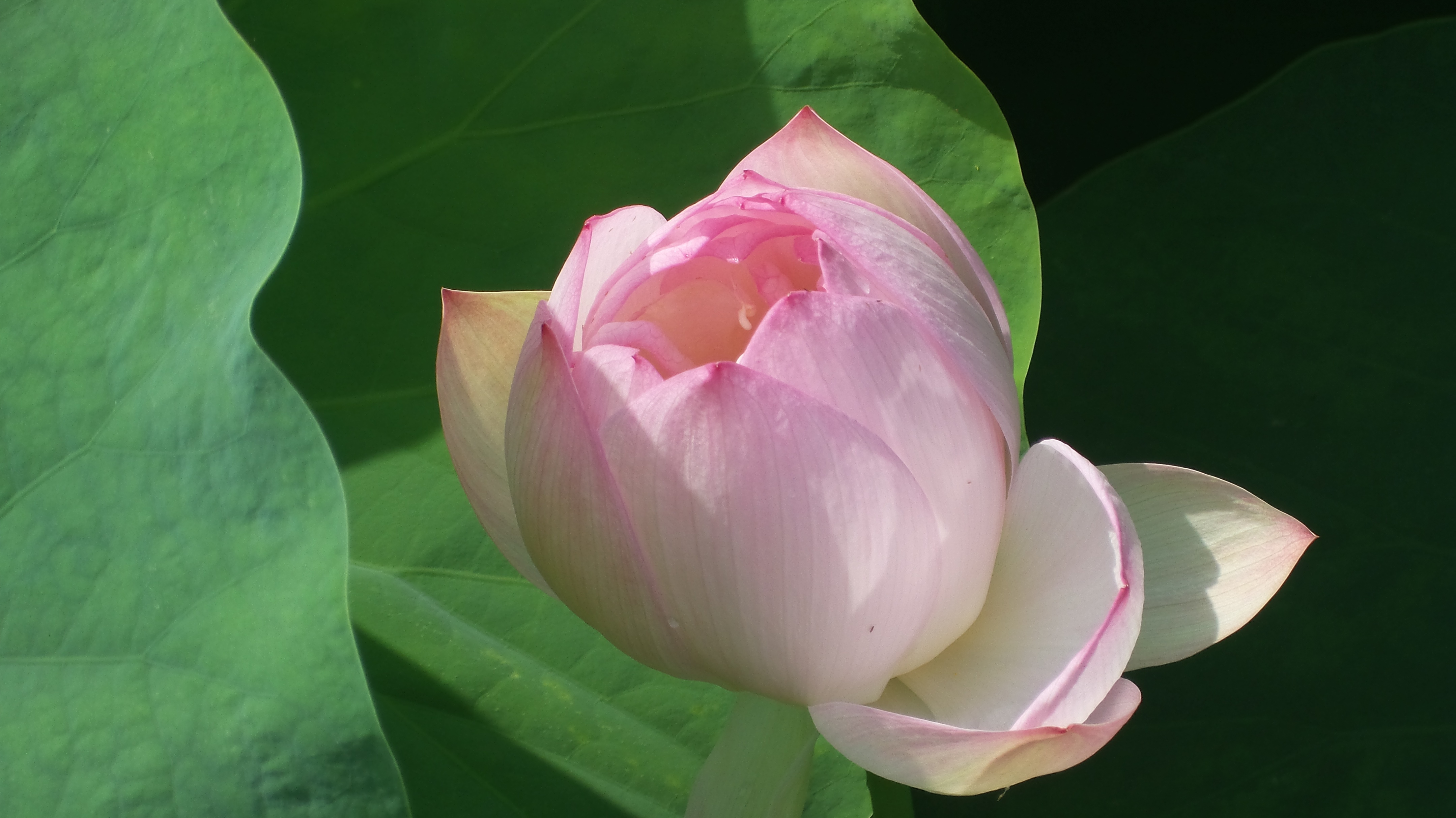 烈日炎炎赏荷花清凉一夏,京郊赏荷领略夏日之美