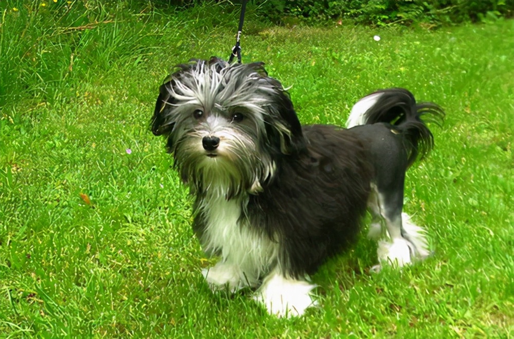 全球最贵的宠物犬是什么,目前世界上最贵的犬种