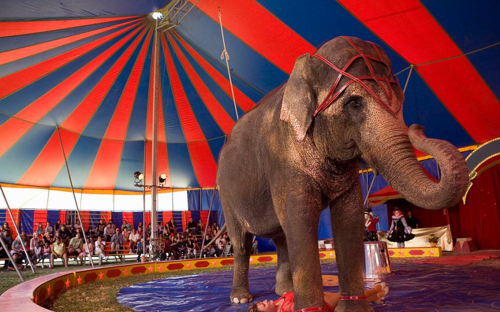 世界唯一被执行死刑的大象,被判死刑的大象