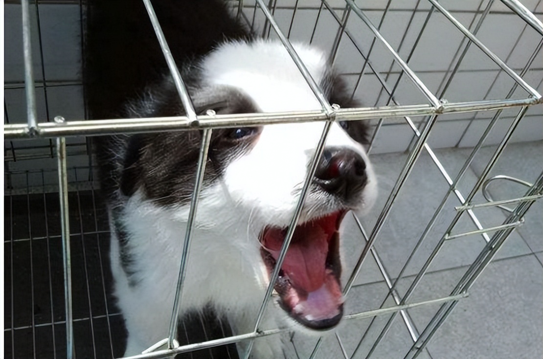 新狗到家会叫多久,狗到家第一天一直叫