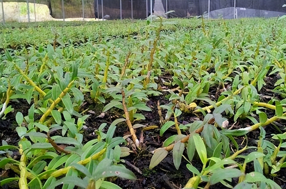 铁皮石斛种植方法和注意事项,种植铁皮石斛最好的方法