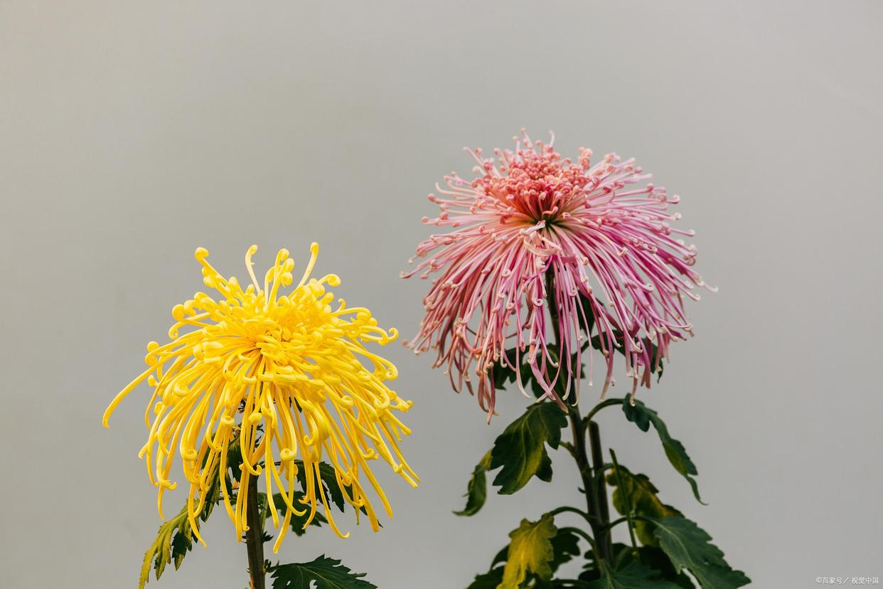 猫咪不能接触什么花草,对猫咪无害的花草