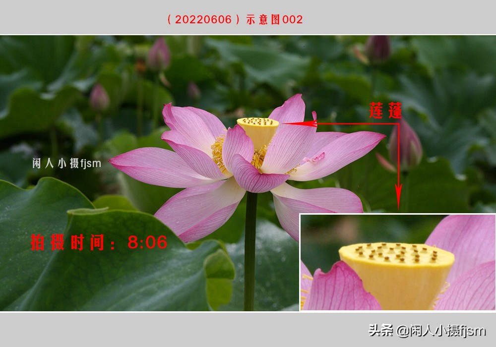 把荷花拍高级的摄影技巧,摄影荷花的拍摄技巧