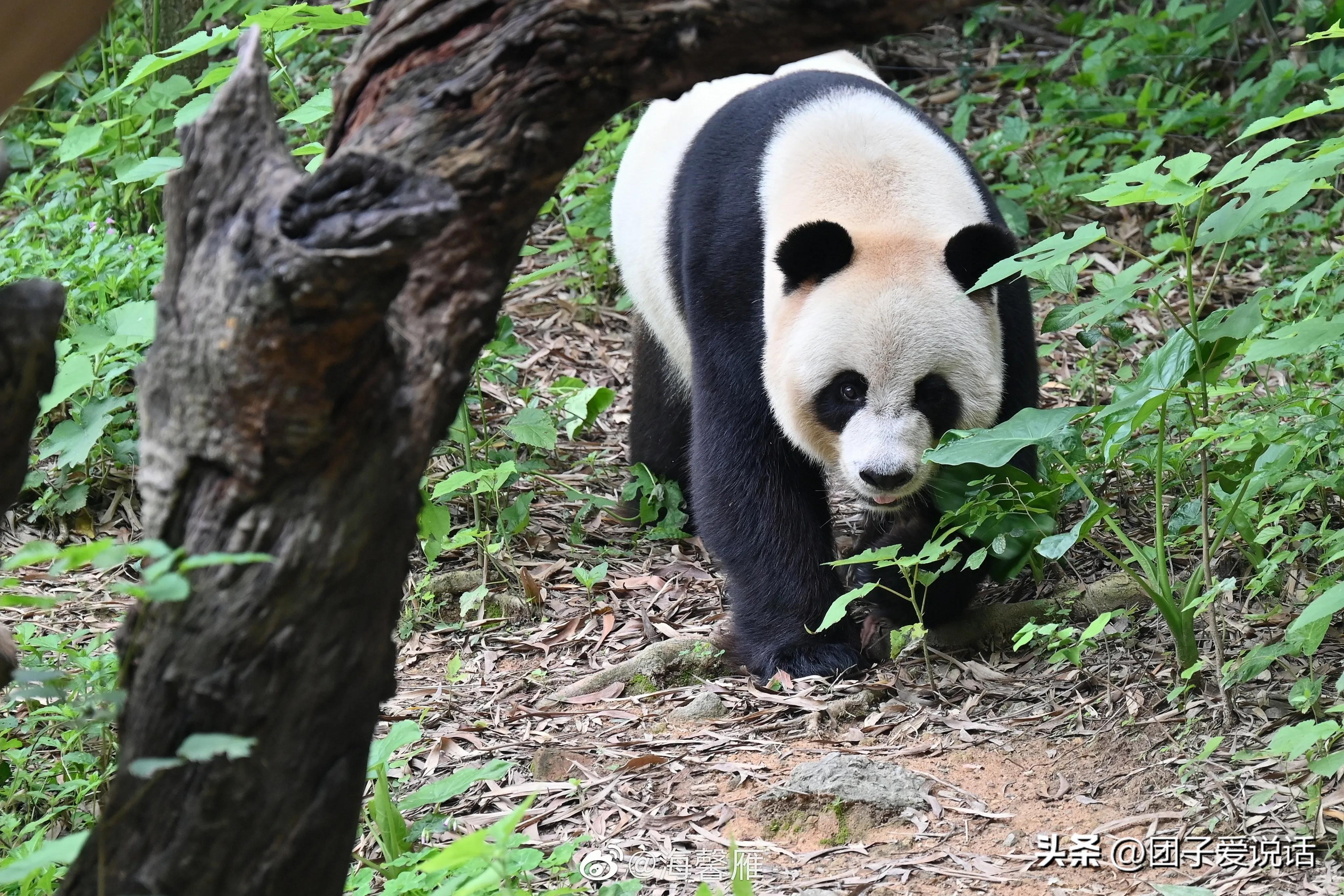 广东广州长隆动物世界看大熊猫,认识成都大熊猫