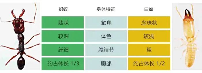 上海白蚁最新通报,最新上海遇白蚁事件