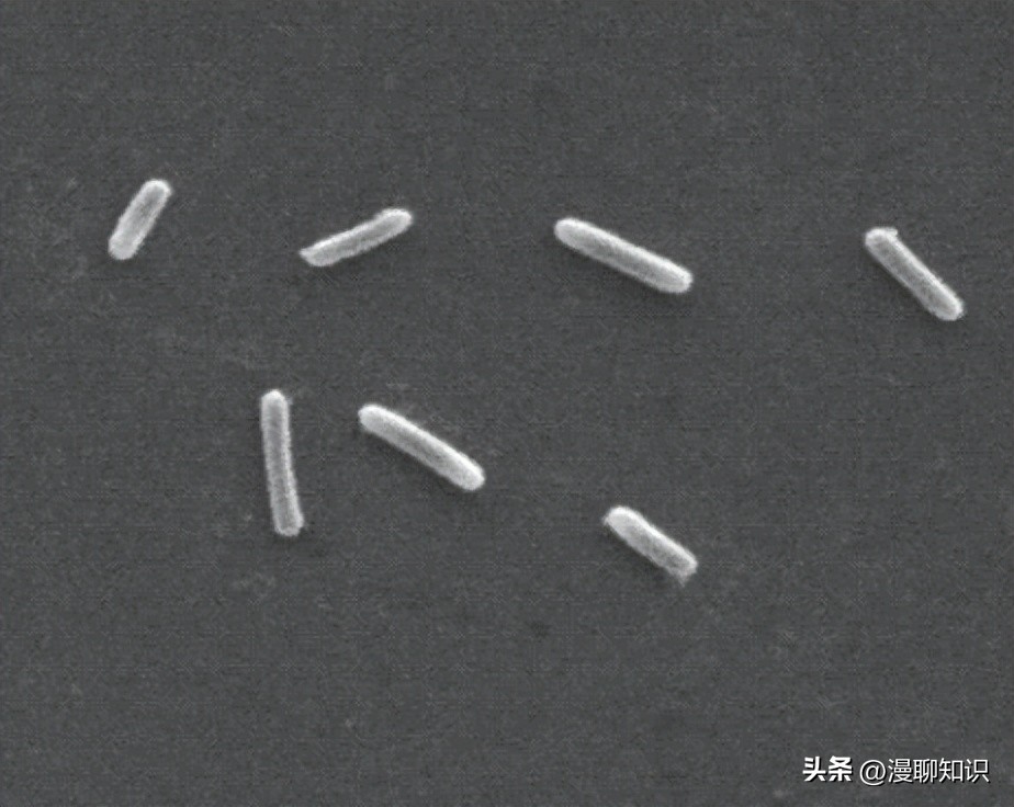 高效脱氮菌种,高效脱氮菌