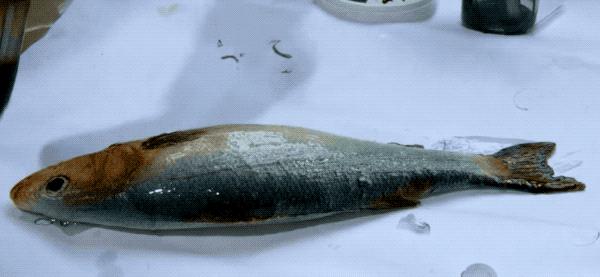 假食品模型视频,这些假食物都是人工合成的