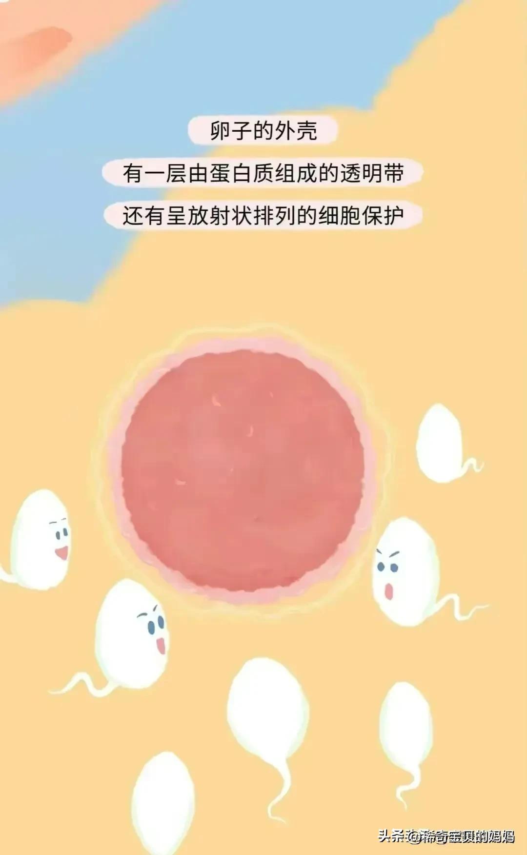 小蝌蚪漫画,科普知识小蝌蚪怎么成长为青蛙