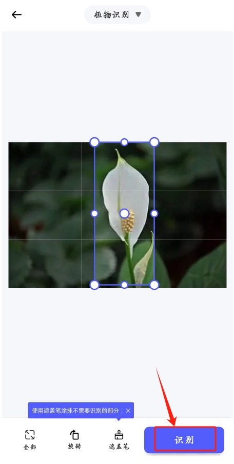 图片识别植物,在线扫描识别植物