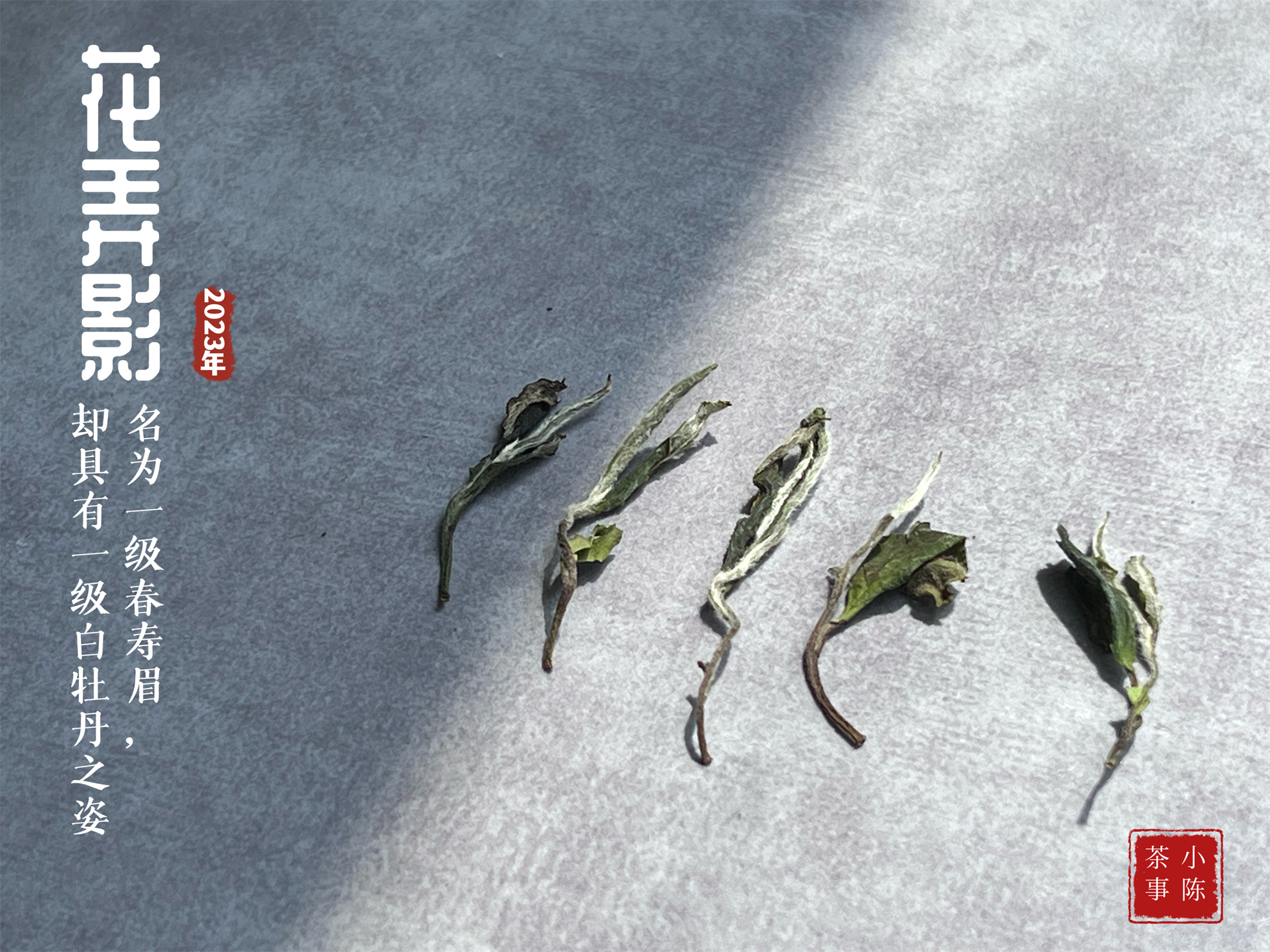 新手如何选新白茶,只需4步教你分辨白茶好坏