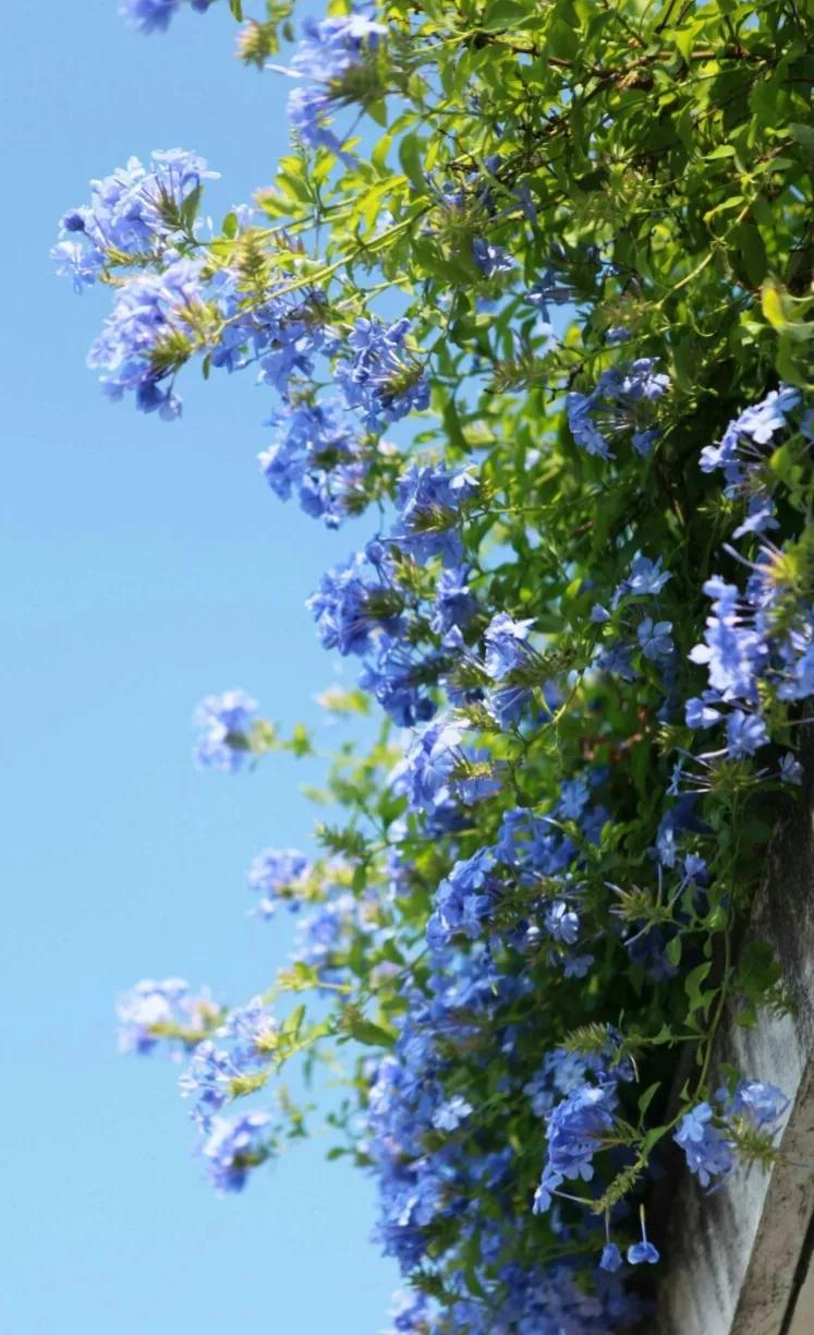 生长在衣服上的雪花,生长在热带草原的植物