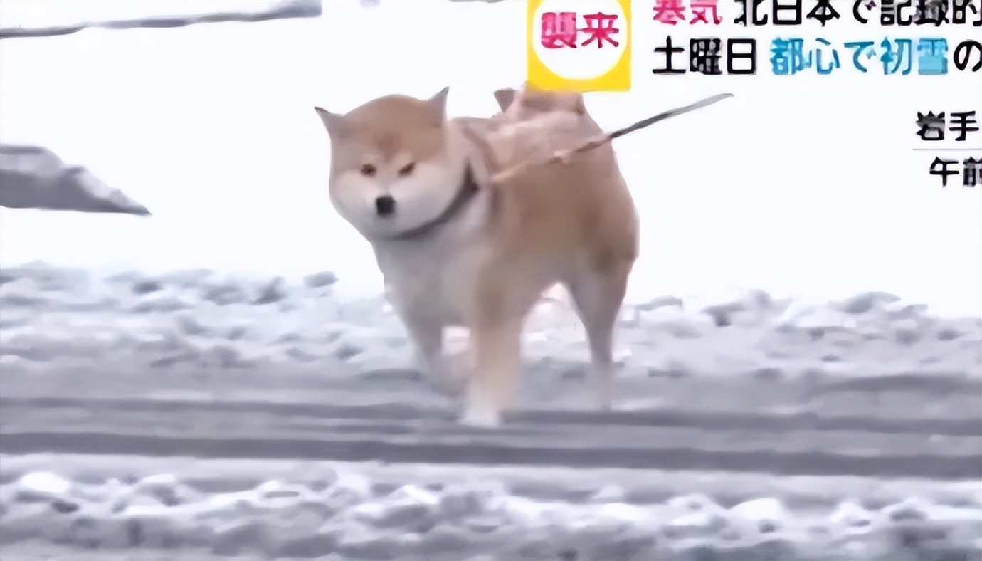 谐音梗搞笑段子全部,谐音梗搞笑的段子